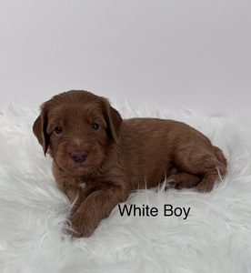 White boy